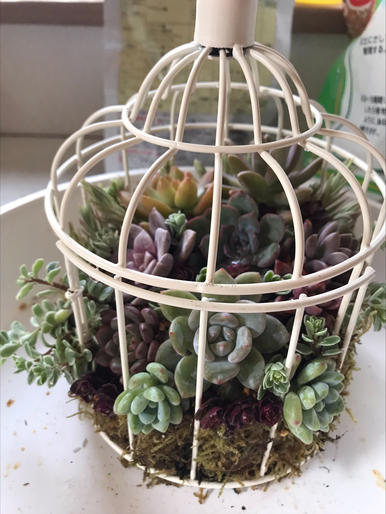 Meltykiss ダイソーの鳥カゴに寄せ植えしてみました 初めて水苔使ってみましたが 磯の匂いがすごかった 鳥かごに 多肉入れるのが難しかったけど 楽しかったー どこに飾ろうかなぁ ダイソー多肉植物 ダイソー鳥かご 多肉植物 セダム