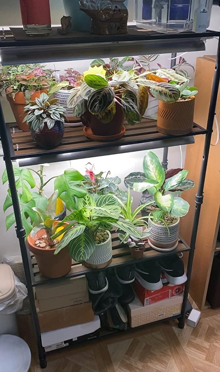 shopled2010's tweet photo. ✨Establish your unique plant area indoor🌴 - SHOPLED full spectrum grow lights🎉, your best companian in home planting. 💐
(📸 By : @ Mret)

#SHOPLED #LED #growlights #homeplanting #plants #home #lighting https://t.co/oBtoYNihmn