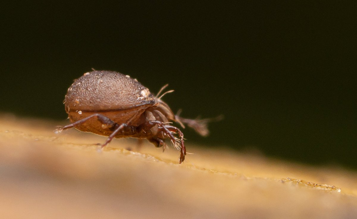 TimothyJonas's tweet photo. Hoping this is a new one for #MiteMonday. Possibly Xenillus sp.? https://t.co/1iTCrXQ5xm