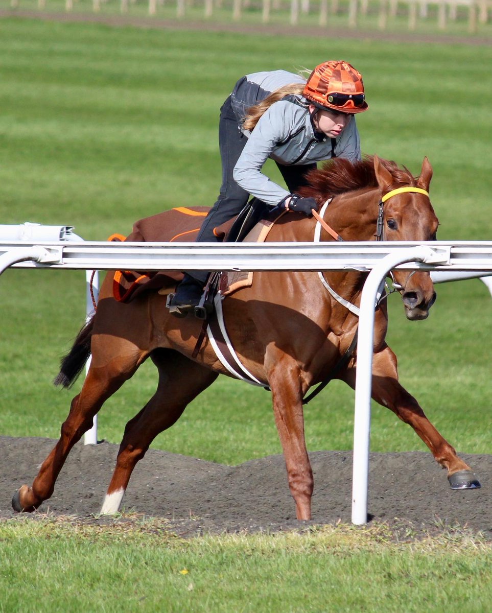 HeathHouseNkt's tweet photo. Striding into the week! π
#mondays #racehorses #sirmarkprescott #horsesintraining #newmarketheath https://t.co/uroyQ1Kiei