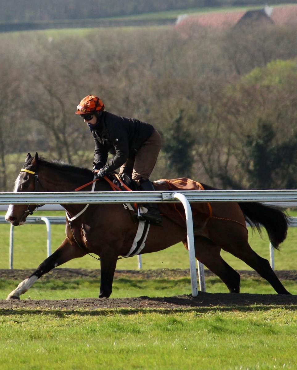 HeathHouseNkt's tweet photo. Striding into the week! π
#mondays #racehorses #sirmarkprescott #horsesintraining #newmarketheath https://t.co/uroyQ1Kiei