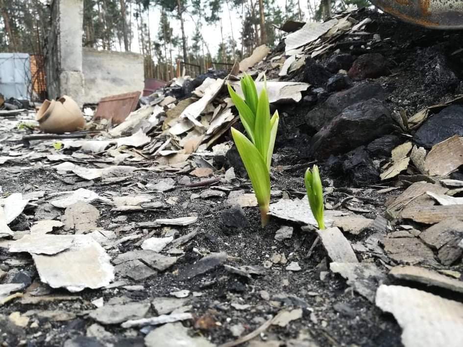 MFA_Ukraine's tweet photo. Life will prevail.🌱
We will rebuild what is damaged.

#StandWithUkraine️
#StopRussianAggression
#StopRussianWar https://t.co/xnTX6sNYjJ