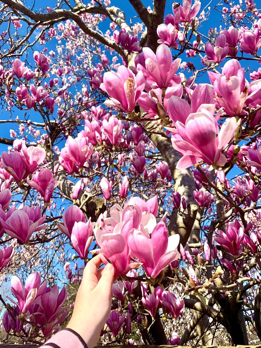 More beautiful scenes from Kent! Magnolias in full bloom are quite something to behold. 🌸 💕 

📸: Diana Georgieva 

#Magnolia #Kent #MondayMotivation 
<a href="/TWellsCouncil/">TWBC</a> <a href="/rtwtogether/">Royal Tunbridge Wells Together</a> <a href="/TWellsTourism/">Visit Tunbridge Wells Tourist Info</a> <a href="/VisitKent/">Visit Kent</a> <a href="/Kent_Online/">KentOnline</a> <a href="/KentScenes/">Scenes from Kent</a>