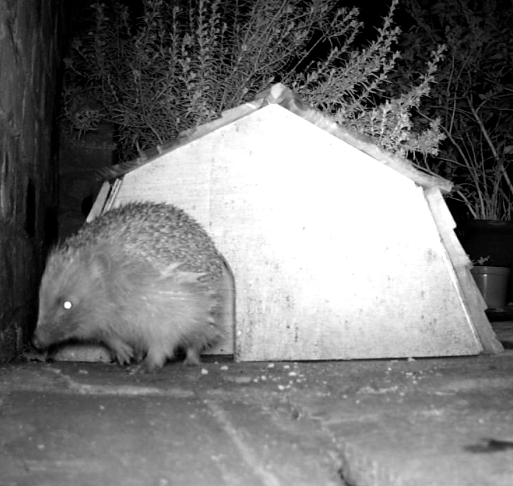 Grow Edgeley tweet media