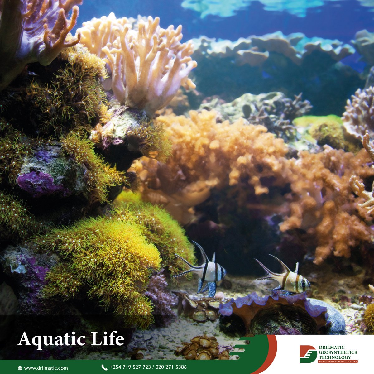 Geosynthetics in marine conservation - Aquatic Life 
linkedin.com/posts/drilmati…

#DrilmaticGeosynthetics #GeosyntheticsKE #CoastalProtection