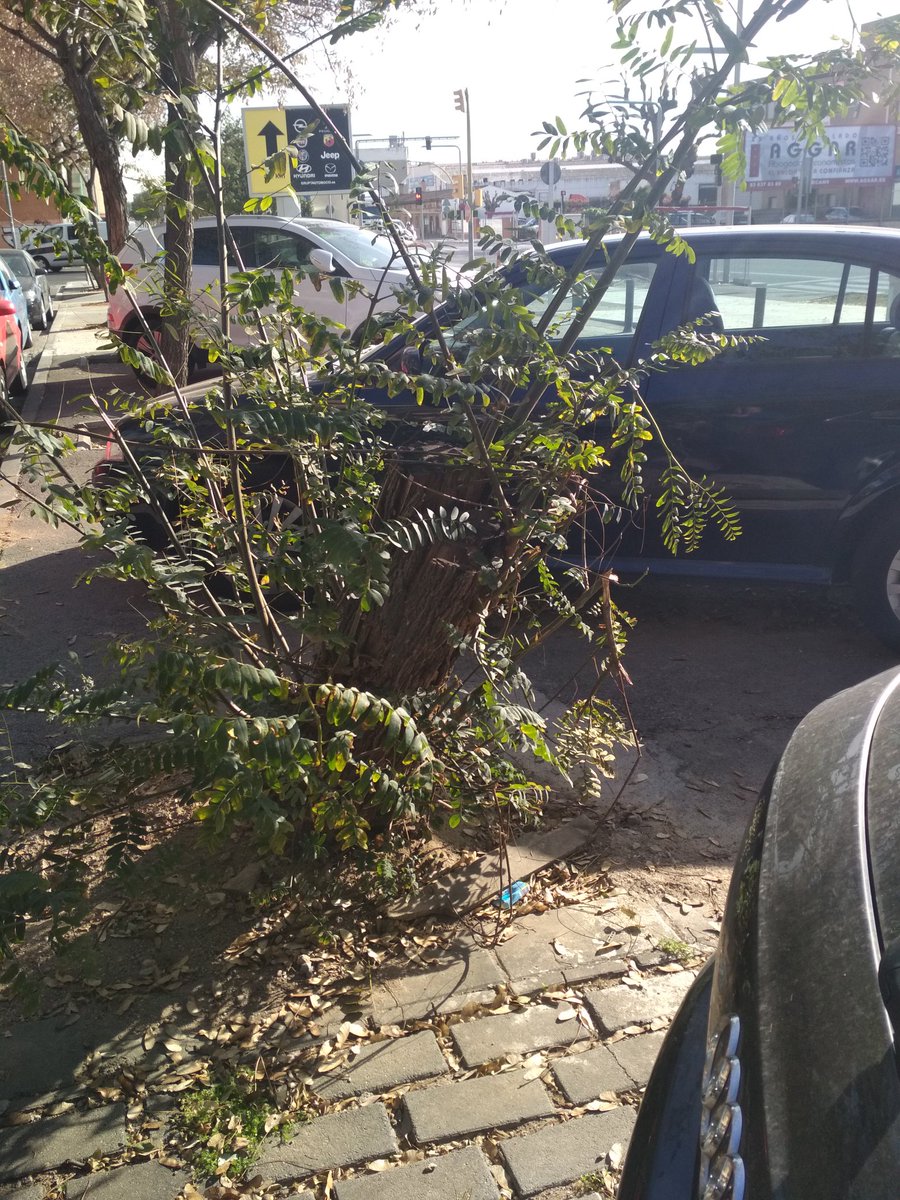 Birradegossos's tweet photo. #Viladecans #Soca #Soques #PscStyle #PactePelClima #PetjadaEcologica #Agenda2030 #EmoSioEngañao https://t.co/uxikZvJhAF