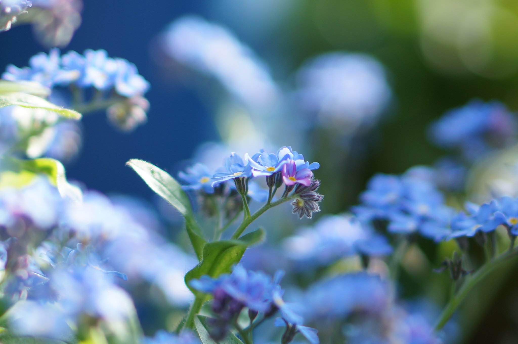 花が好きな人と繋がりたい Twitter Search Twitter