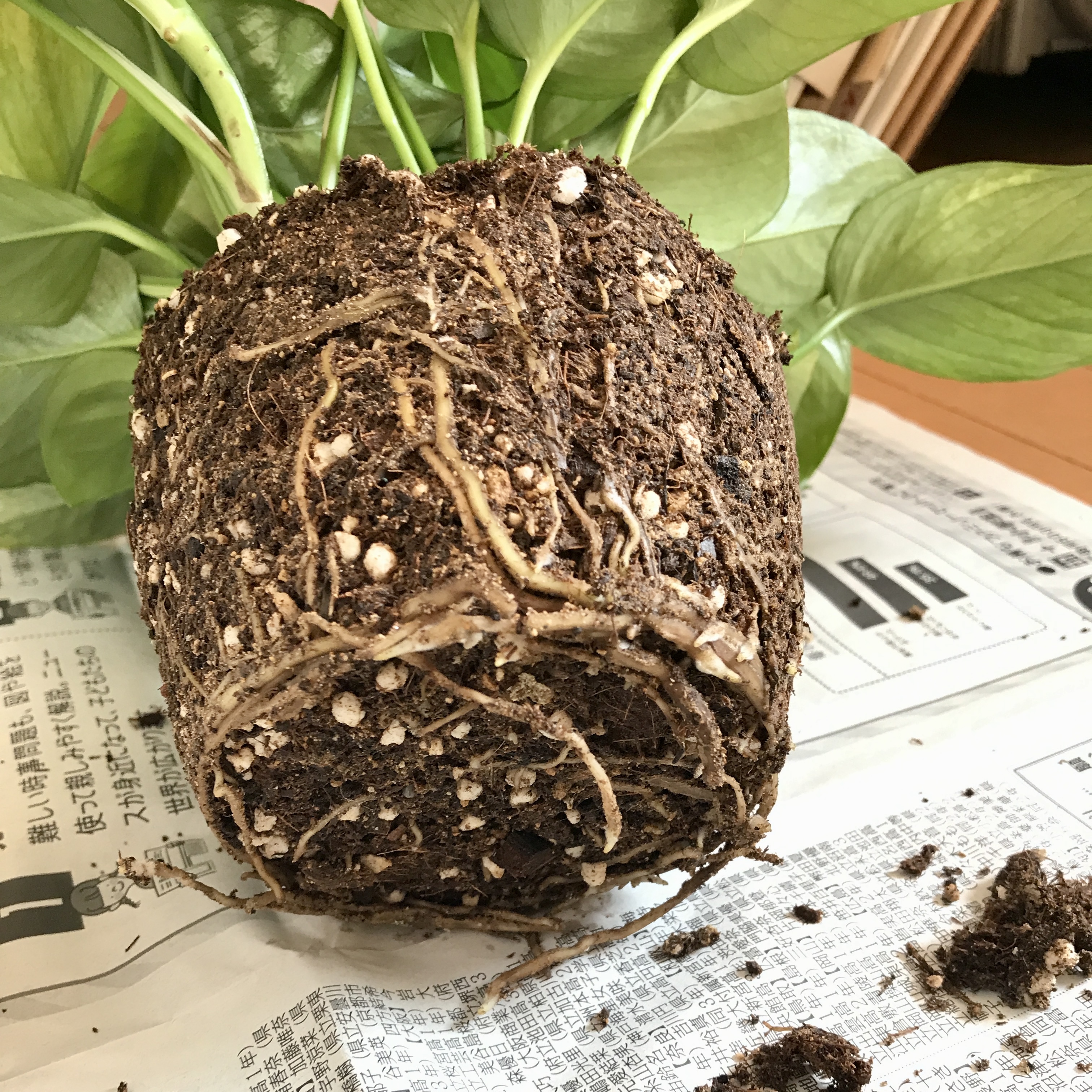 しゅう 植物マガジン 観葉植物 ワンポイントメモ 根を乾かすことは 植物にとって大変なストレス 植え替え時には 根を乾かさないように気をつけましょう とはいえ土の水分量が多すぎると 植え替えが大変 水やりから数日経ってから行うのが