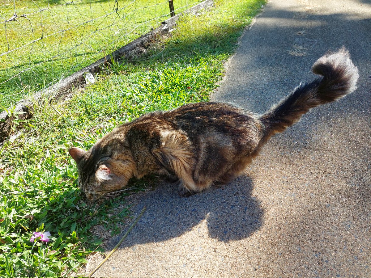 Fowlgon91's tweet photo. It's been 8 months since the vet gave Simba just two weeks to live. And he's beating the odds so far and doing better! We cherish every moment we share with this beautiful cat 💖💖 https://t.co/C8BFXSfCBs