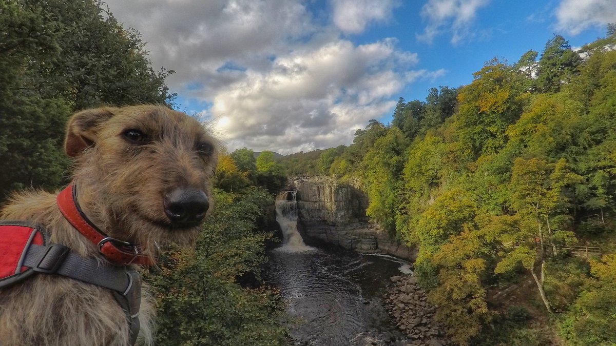 ThisisDurham's tweet photo. Happy National Pet Day! ๐ ๐ฉ From dog-friendly walks and beautiful beaches, to pet-friendly accommodation and attractions, there's loads of ways to spoil your favourite pooch in Durham ๐พ https://t.co/x69qodwZvq #LoveDurham #DogsinDurham #dogfriendlybreaks https://t.co/MsrE9cvc8T