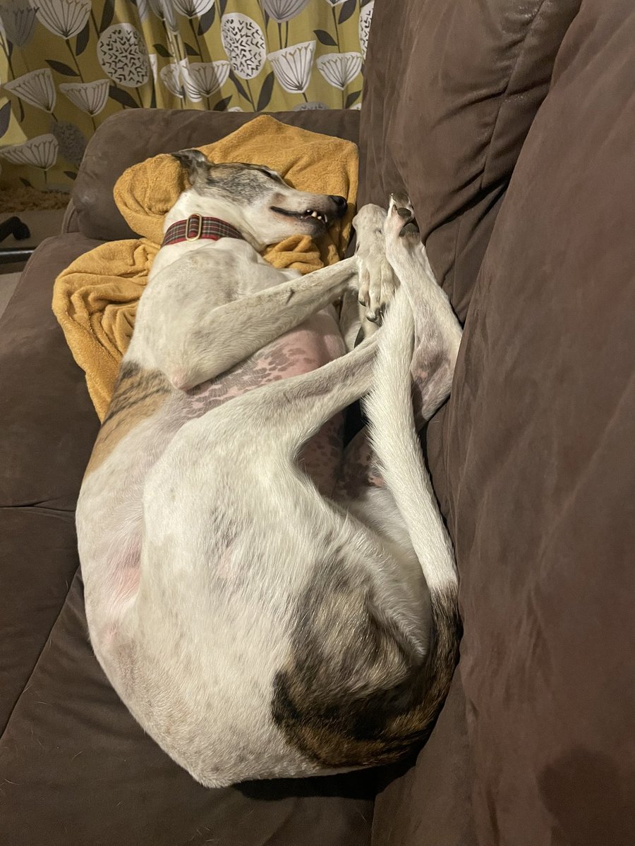 Hi pals! Hope you all had a lovely weekend. I went to a bbq at nana&amp;grandads yesterday with all my family! I got to play, snaffle some chicken and run fast in a quiet enclosed field. I’m still pooped today from all the excitement! 😴 BEST SUNDAY EVER.❤️