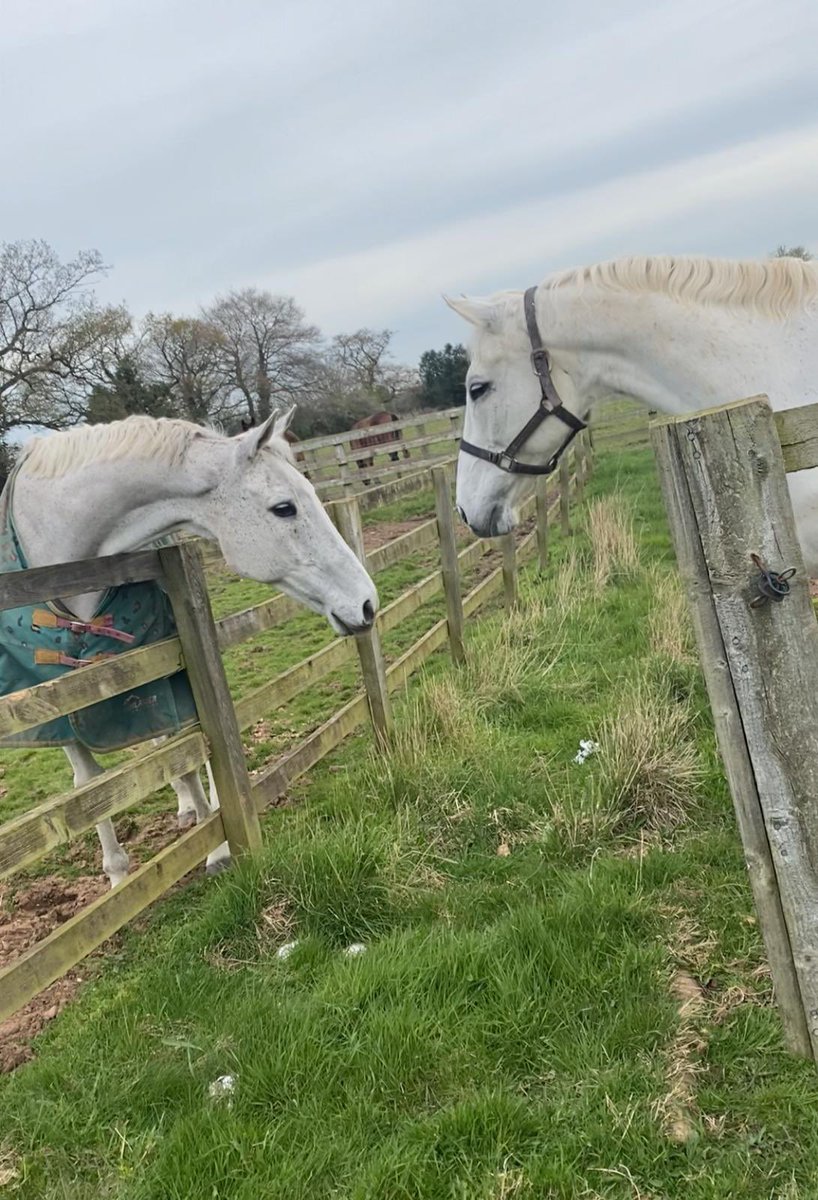 Neptune Collonges telling Al ferof all about his weekend at Alerhay and @AintreeRaces . @PFNicholls #lovethemboth #Grandnational #winner #supremenovices #CheltenhamFestival