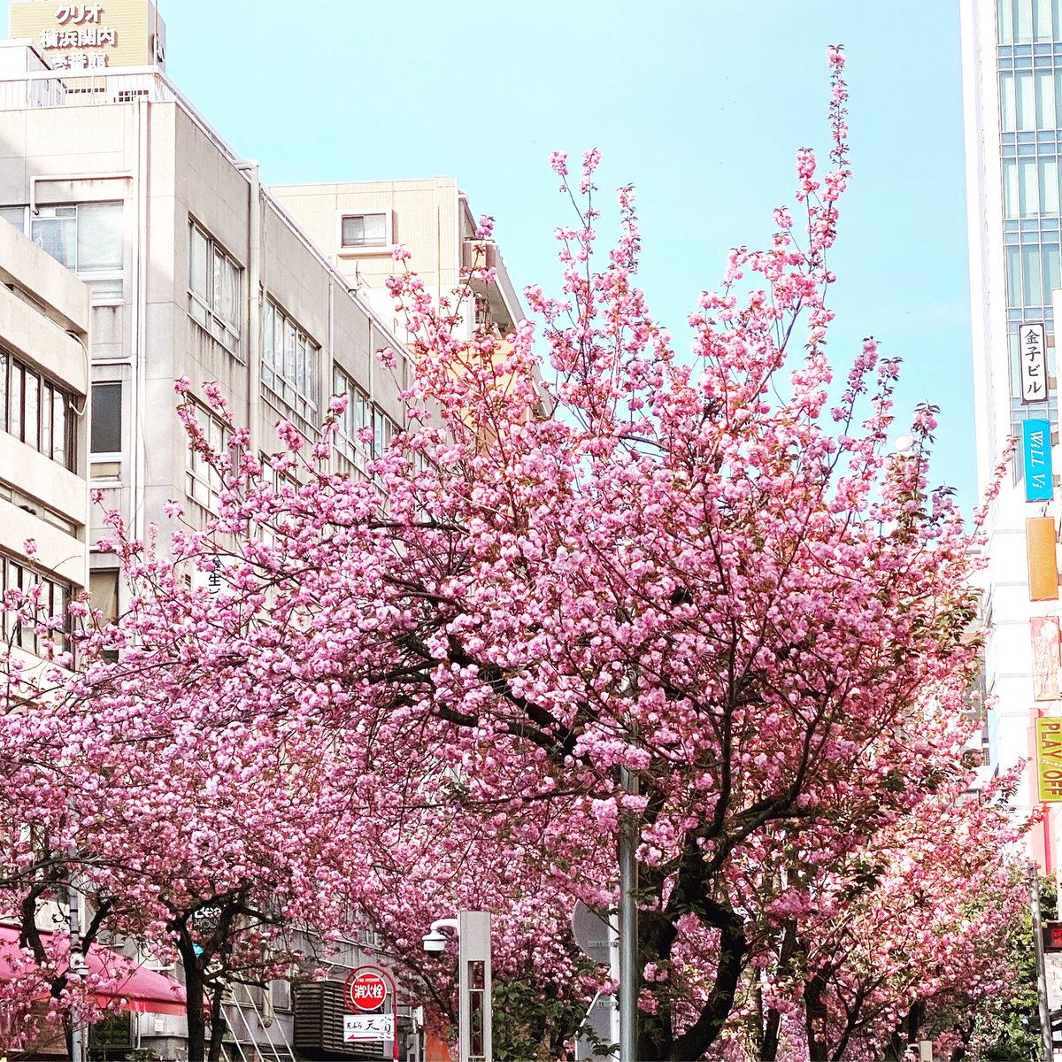 【関内桜通り】 の名前らしく桜がただいま満開です♪ お花見がてらご来店下さい♪