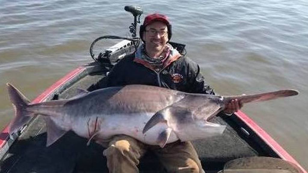 🐬 "For angler Justin Hamlin, it’s the tale of the big fish that got away." Oklahoma catch-and-release law forces angler to let go of monstrous 157-lb. paddlefish wfy.ai/2xmEkbz #Fishing #Outdoors #Hobbies #Fish    🎣 🐬