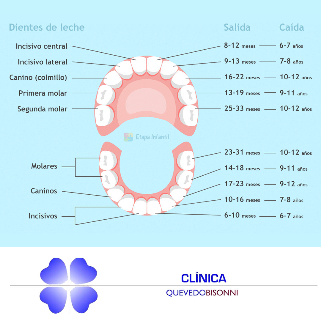 CQuevedoBisonni's tweet photo. ¡Buenos días Sonrisas! ¿Cuántos dientes de leche salen?

Salen 20, habitualmente al cumplir los 3 años ya han salido todos.
.
.
#dientessanos #sonrisassanas #niños https://t.co/nn69gZdm6H