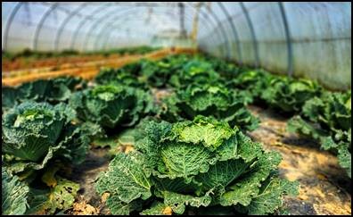 sendotuAB's tweet photo. Cerca de 70 productos disponibles cada semana en https://t.co/LKDxTZf0LN proyecto agroecológico y social de @caritas_bizkaia #empleoinclusivo #FondoSocialEuropeo @BizkaiaSocial @BBK_eus @lanbideejgv @BilbaoEkintza https://t.co/yJcm0GDNWj