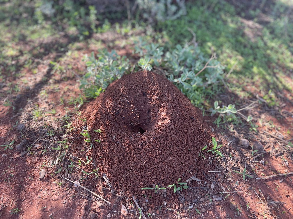 debbie_dowden's tweet photo. There’s a little city happening here. It all starts with the soil as much for us as it does for these ants
#southernrangelands #challastation #SRPA #soilsforlife #SaveSoil https://t.co/Qtk4wcGpRR