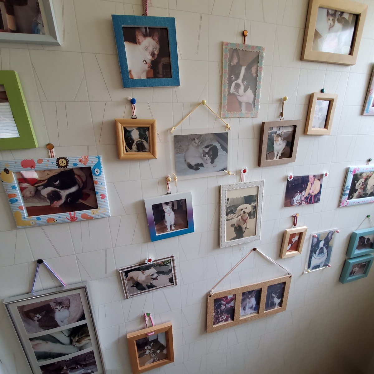 38761TK's tweet image. 今まで家で看取った子の写真はタンスの上や玄関に置いていたが、ニャンコ軍団がドミノのように倒していくので今はここ。🚻の壁😅誰にもイタズラされないし、1人でゆっくり思い出に浸れる🐶🐱💕
#猫のいる暮らし #猫 #野良猫 #保護