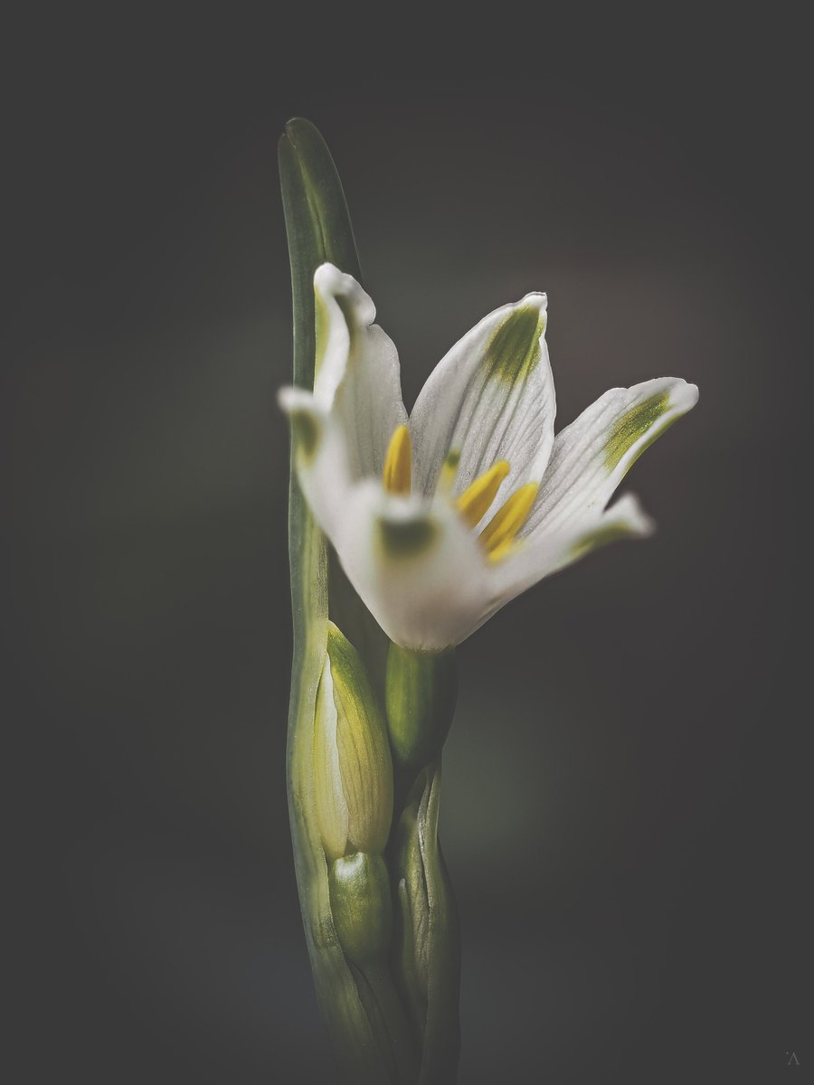 V_greys's tweet photo. Snowflake Society ❄️ 
#macro #flowerphotography #photography #Naturephography @MacroHour https://t.co/O5s6TkknlS