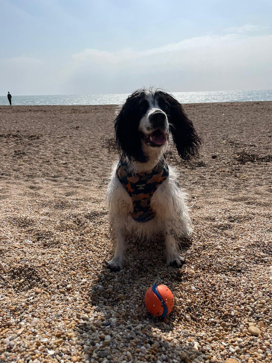 jadejojas's tweet image. Happy National pet day!! Ivy loves posing for Forthglade and going on adventures with her momma’s 🐶💕#NationalPetDay #dogsoftwitter #forthglade #dogmom