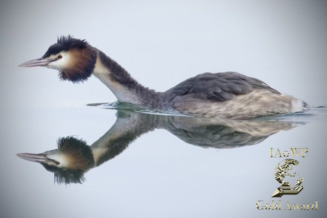 February Gold for Neil Richards @Benro_UK <a href="/WildlifeMag/">BBC Wildlife</a> <a href="/UKNikon/">Nikon UK & Ireland</a> #BBCWildlifePOTD @natgeowild <a href="/iNatureUK/">iNatureUK</a> <a href="/Wildphoto4all/">Wildlife Photography for all</a> iaowp.com