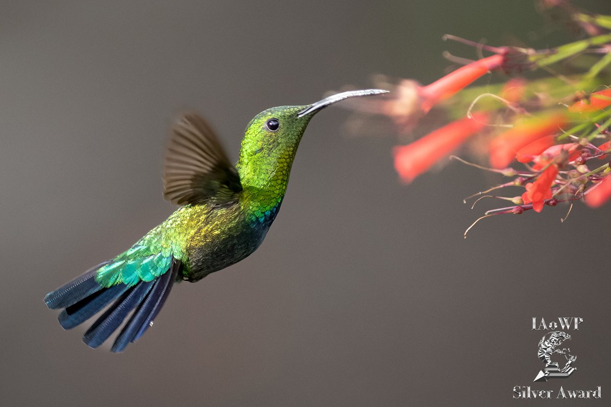 February Silver for <a href="/andyharris_62/">Andy Harris</a> @Benro_UK <a href="/WildlifeMag/">BBC Wildlife</a> <a href="/UKNikon/">Nikon UK & Ireland</a> #BBCWildlifePOTD @natgeowild <a href="/iNatureUK/">iNatureUK</a> <a href="/Wildphoto4all/">Wildlife Photography for all</a> iaowp.com