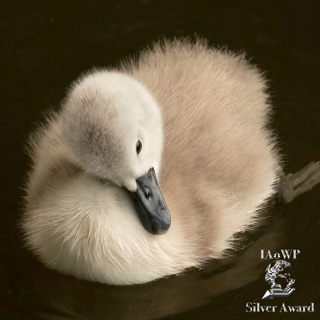 February Silver for Sue Smith @Benro_UK <a href="/WildlifeMag/">BBC Wildlife</a> <a href="/UKNikon/">Nikon UK & Ireland</a> #BBCWildlifePOTD @natgeowild <a href="/iNatureUK/">iNatureUK</a> <a href="/Wildphoto4all/">Wildlife Photography for all</a> iaowp.com