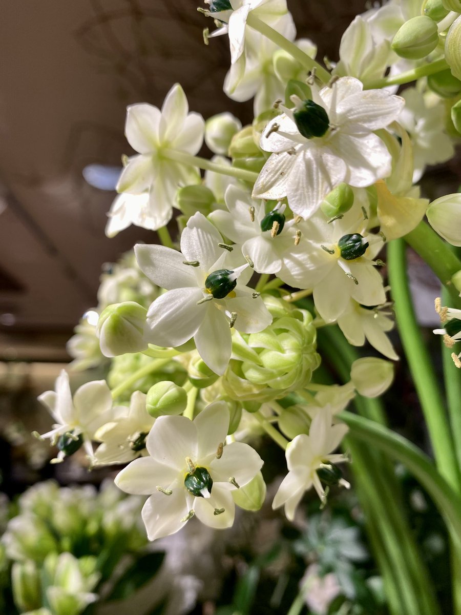 PHOENIXflower_'s tweet photo. 〜本日のPhoenixFlower〜

 #オーニソガラム【サンデルシー】
花言葉「純粋」「才能」

#ここから贈りたいここから贈られたい 
#PHOENIX
#フェニックス三番街
#梅田花屋 #阪急三番街 
#花を贈る生活 #季節の花
#花のある生活 #花のある暮らし
#旬の花 #花と素敵なおうち時間 https://t.co/3xNWux2Ytf