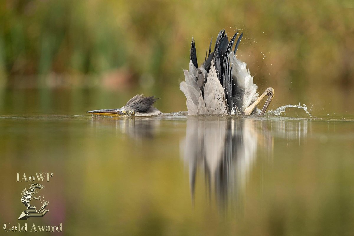February Gold and photo of the month for Lee Smith <a href="/themousenest/">themousenest</a> @Benro_UK <a href="/WildlifeMag/">BBC Wildlife</a> <a href="/UKNikon/">Nikon UK & Ireland</a> #BBCWildlifePOTD @natgeowild <a href="/iNatureUK/">iNatureUK</a> <a href="/Wildphoto4all/">Wildlife Photography for all</a> iaowp.com