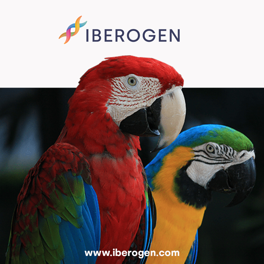 ¿Quieres saber qué es el Sexado Genético de Aves? ¿Y por qué ha sido un avance tan importante en la cría de aves de los últimos tiempos? 🐣🦉🦅🦜🕊

Visita la sección de #noticias de nuestra web y te contaremos más...

iberogen.com/2022/04/08/sex…