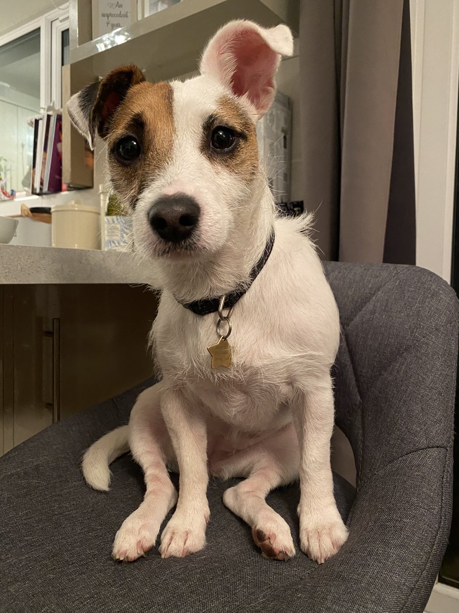 Today is the day to celebrate our best home-office assistants, coffee break buddies and wellbeing supporters. 

Happy Pet's Day! 

Here are some of our team's loving pets:

#wellbeing #workfromhome #hybridworkmodel #wellbeingmatters #coffeebreak  #onlineeducationplatform #ryzeapp