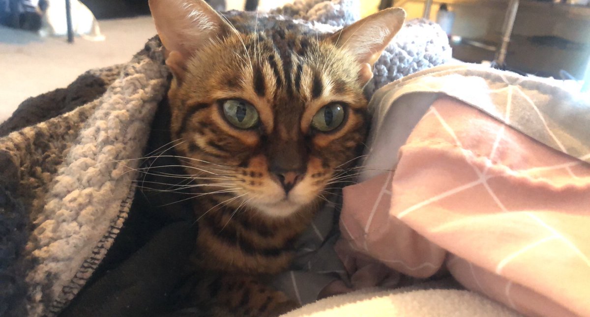 Studious Digital Education tweet media