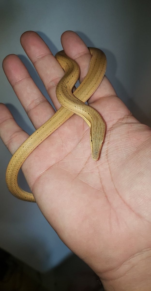 sWoReptiles's tweet photo. IT'S A WORM! IT'S A SNAKE! IT'S A.....LIZARD? 
WHAT THE F.........REAK IS THIS THING HUH! 
That's right the creature you see in this picture is absolutely not a serpent at all. This uniquely odd critter is a legless lizard more specifically known as the Burton's Legless Lizard. https://t.co/e6UTsMnShe