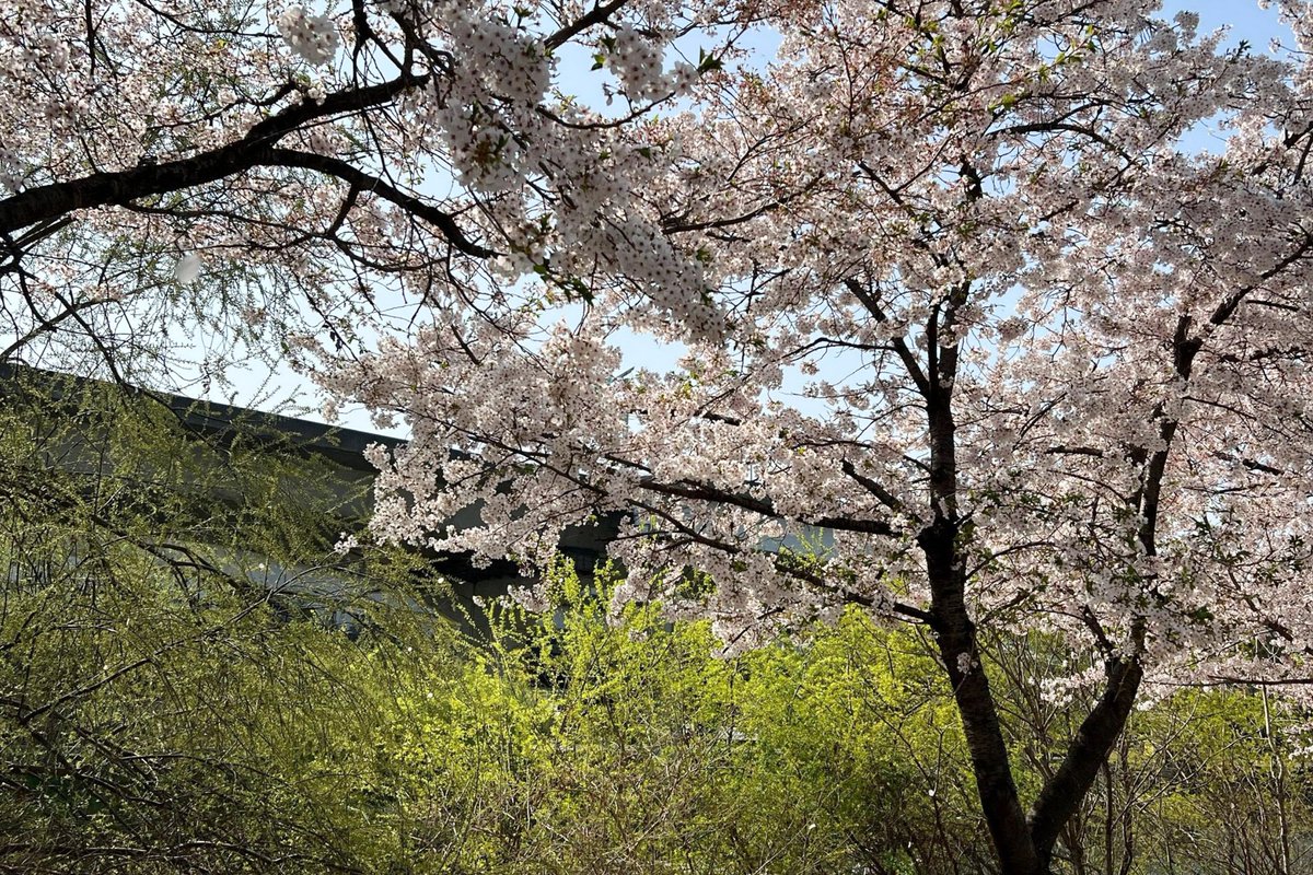 SEEUNSLOOK's tweet photo. on a flowery path with seeun https://t.co/tiVSZ5Ggql