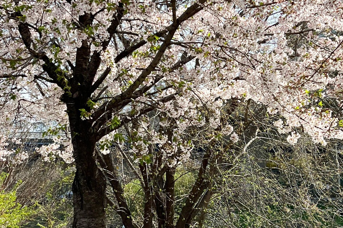 SEEUNSLOOK's tweet photo. on a flowery path with seeun https://t.co/tiVSZ5Ggql