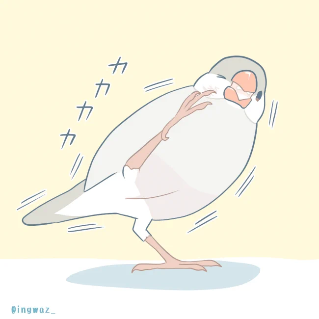 かゆゆ
#Buncho #javasparrow #文鳥 