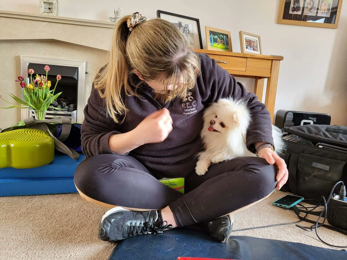 recvetphysio's tweet photo. Mr Darcy sneakily hijacking his sister's session yesterday. Miss Hallie who I was actually there to see is just off screen waiting patiently for the treats whilst @darcys_tales thought he would just climb onto my lap to get them instead. I mean who can say no to that face 🐶🐾 https://t.co/6HI2tdzlX7