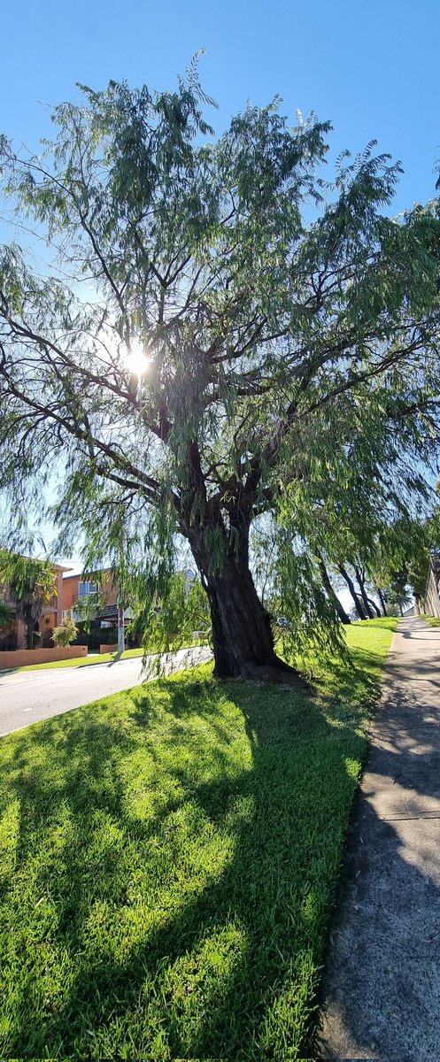 CherScheff's tweet photo. Sun through the branches #trees
#AprilSun https://t.co/i2CKKNykO7