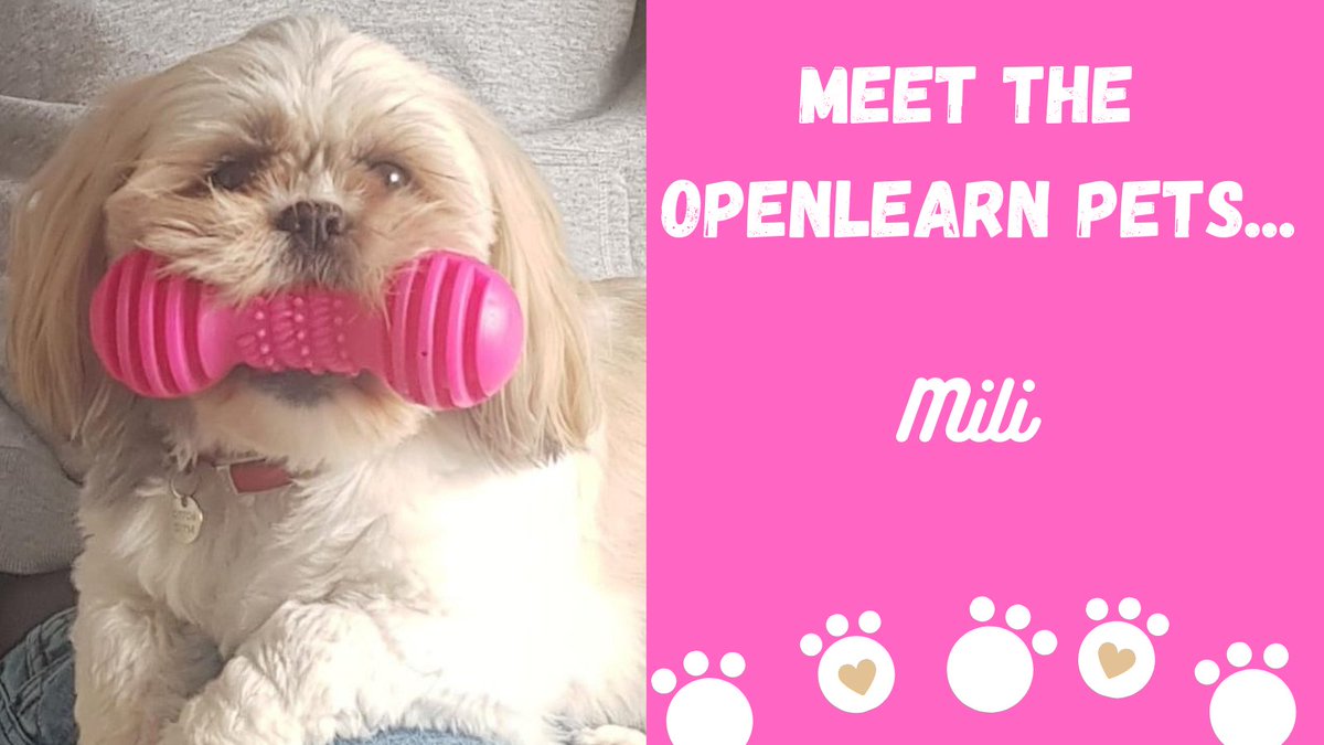OUFreeLearning's tweet photo. Meet Mili - our Assistant Producer Ana's Shih Tzu.
She loves to play fetch with this toy. Perhaps Mili would enjoy finding out how her favourite toy was made in this FREE course 'Toys and #engineering materials'.
https://t.co/B43FYwOnE5
#NationalPetDay #MeetTheOpenLearnPets https://t.co/y03UiaMRMC