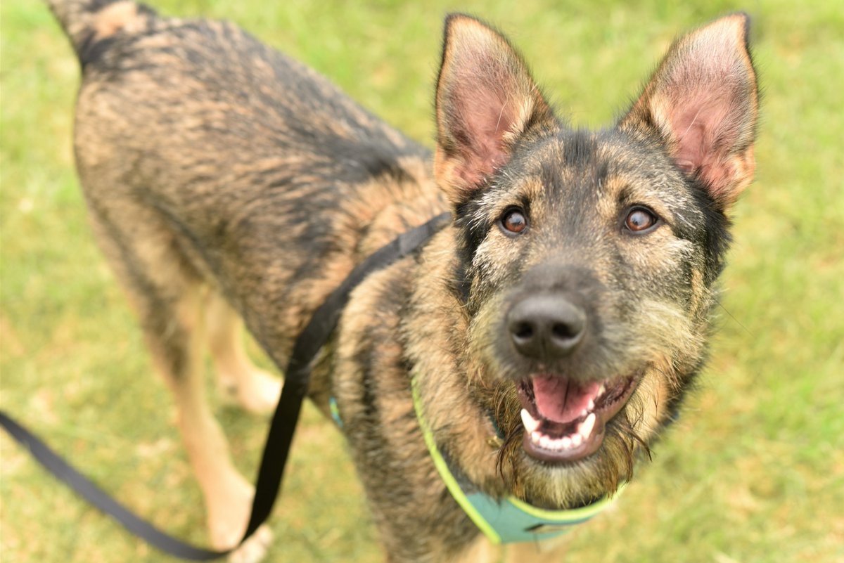 Will you be coming to our GroundDog Day at our Lincoln Farm Centre this year?

Make sure you pop Sun 29th May into your diary &amp; join us for a full day of dog show classes &amp; activities!

Check out our website at: margaretgreenanimalrescue.org.uk/GroundDog_Day.… to find out more about this exciting event!