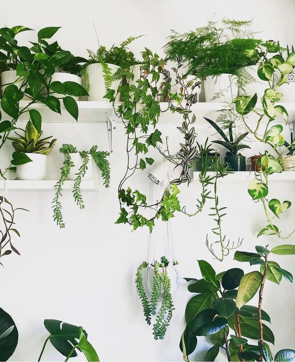 UrbanJungle Bloggers tweet media