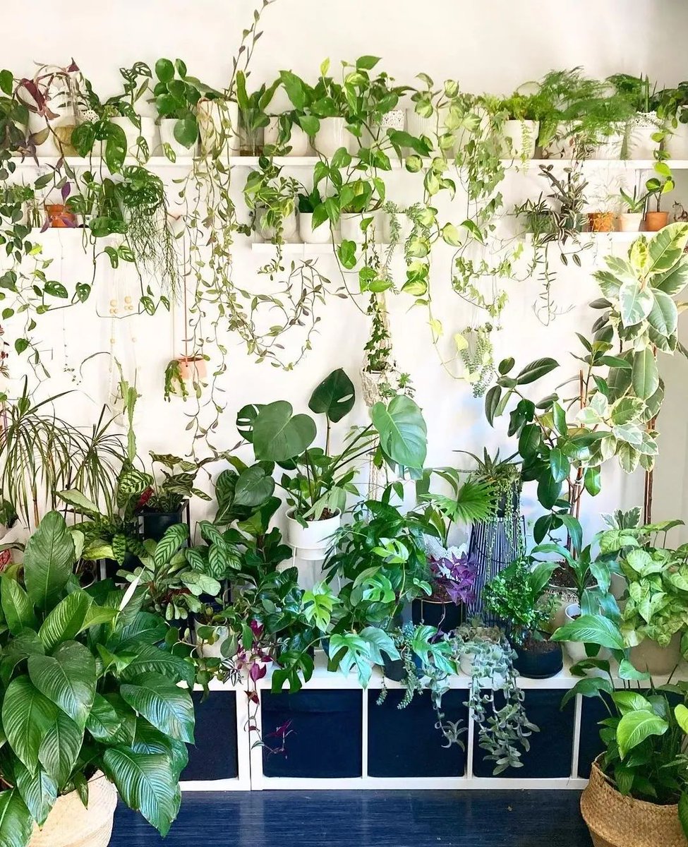 UrbanJungle Bloggers tweet media