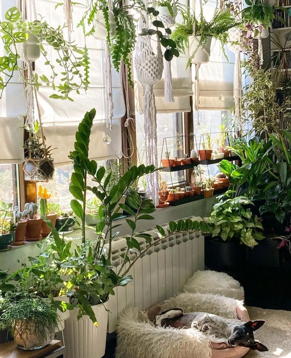 UrbanJungle Bloggers tweet media