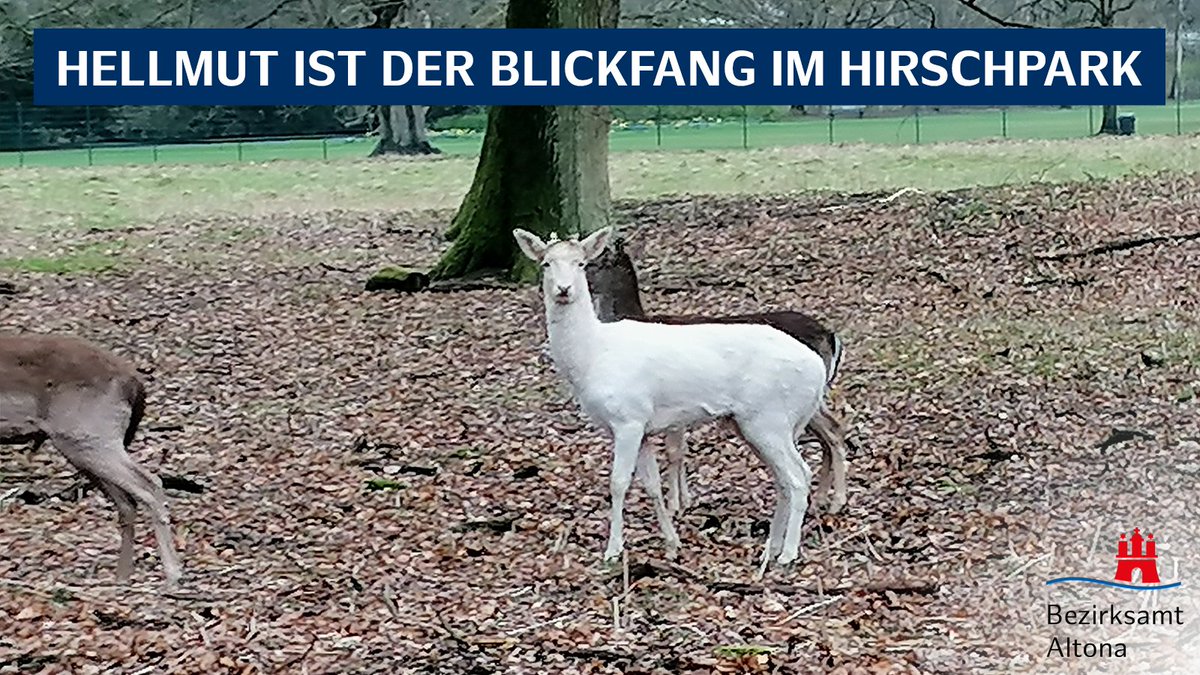 BA_Altona's tweet photo. Der Name ist kein Zufall: #Damhirsch Hellmut ist kürzlich aus dem Wildgehege Klövensteen in den #Hirschpark gezogen. Als seltener weißer Hirsch sticht der im vorletzten Jahr geborene Junghirsch aus der Gruppe heraus! Habt ihr ihn beim Spazieren durch den Hirschpark schon gesehen? https://t.co/Bhcrh4cYMb