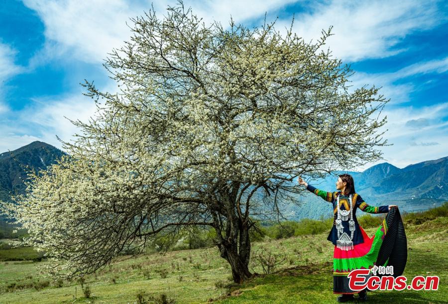 TibetNews11's tweet photo. I pittoreschi #fiori di susino selvatico nel #Sichuan #tursmo #ecologia #natura https://t.co/7YeWLh63Hh