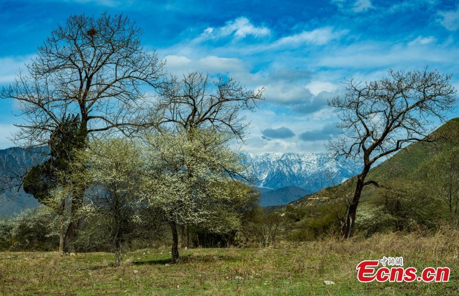 TibetNews11's tweet photo. I pittoreschi #fiori di susino selvatico nel #Sichuan #tursmo #ecologia #natura https://t.co/7YeWLh63Hh