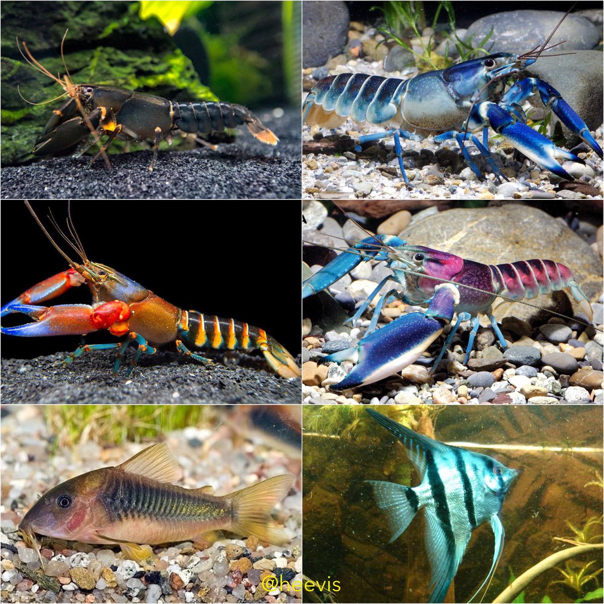 Heevis1973's tweet photo. Onder meer deze prachtige #kreeftsoorten (#zoetwater) zijn binnengekomen bij #Heevis: “#Cherax black scorpion”, “Cherax tiger zebra”, “Cherax blue Moon” en “Cherax violet”. Je ziet hier tevens de “#Corydoras melanotaenia” en “#Pterophyllum scalare blue”. https://t.co/PUDhwP9cSC