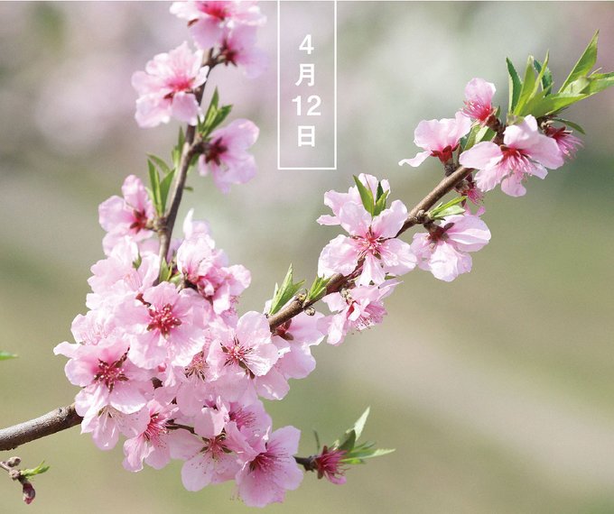 花言葉 の評価や評判 感想など みんなの反応を1週間ごとにまとめて紹介 ついラン