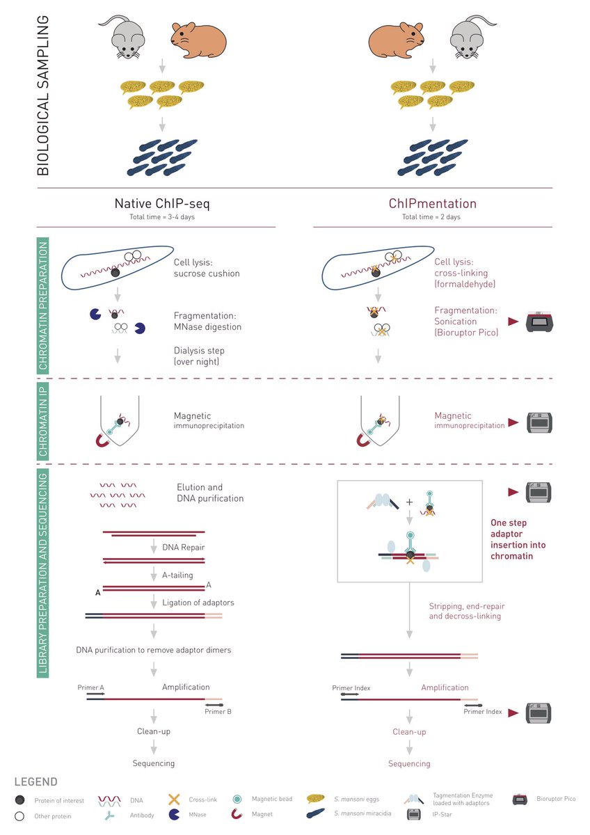 ihpe_lab's tweet photo. Very happy to share our benchmarking of automated #ChIPmentation procedure. 20000 cells enough for robust results on #schistosomes. @WellcomeOpenRes, https://t.co/g5NQnHazNx https://t.co/mhBMXh5C3h