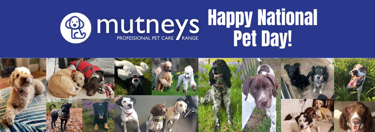 Themutneysdog's tweet image. Happy #NationalPetDay 🐶🐾

Today is a very special day to celebrate our four-legged friends, so we would love to see some photos of your pets! 📷

Comment below with photos of your furry friends! 👇👇

Here is a collection of pics of our #Mutneys dogs! 

#NationalPetMonth